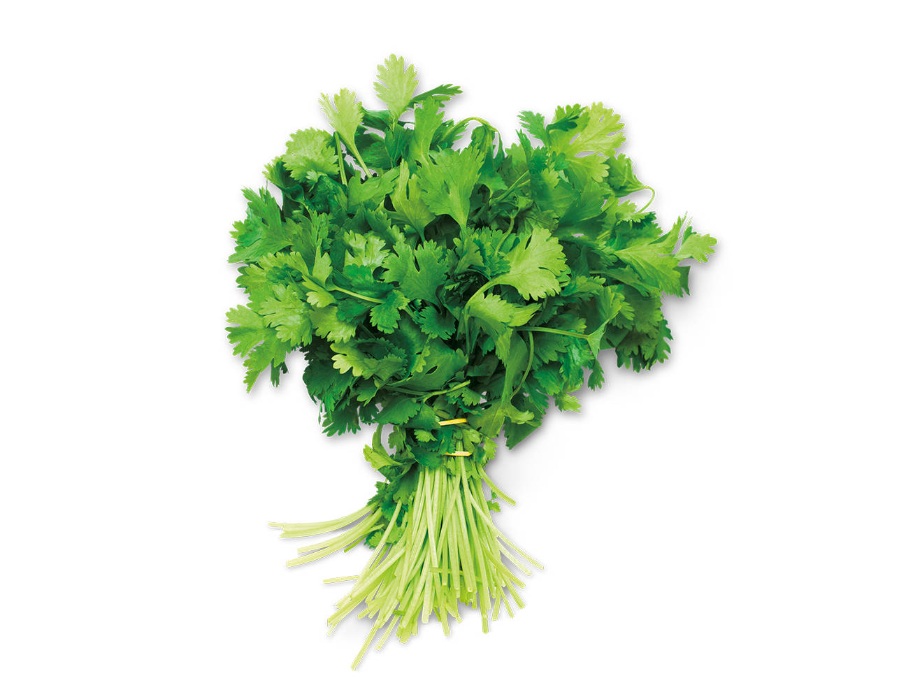 Cilantro Bunch