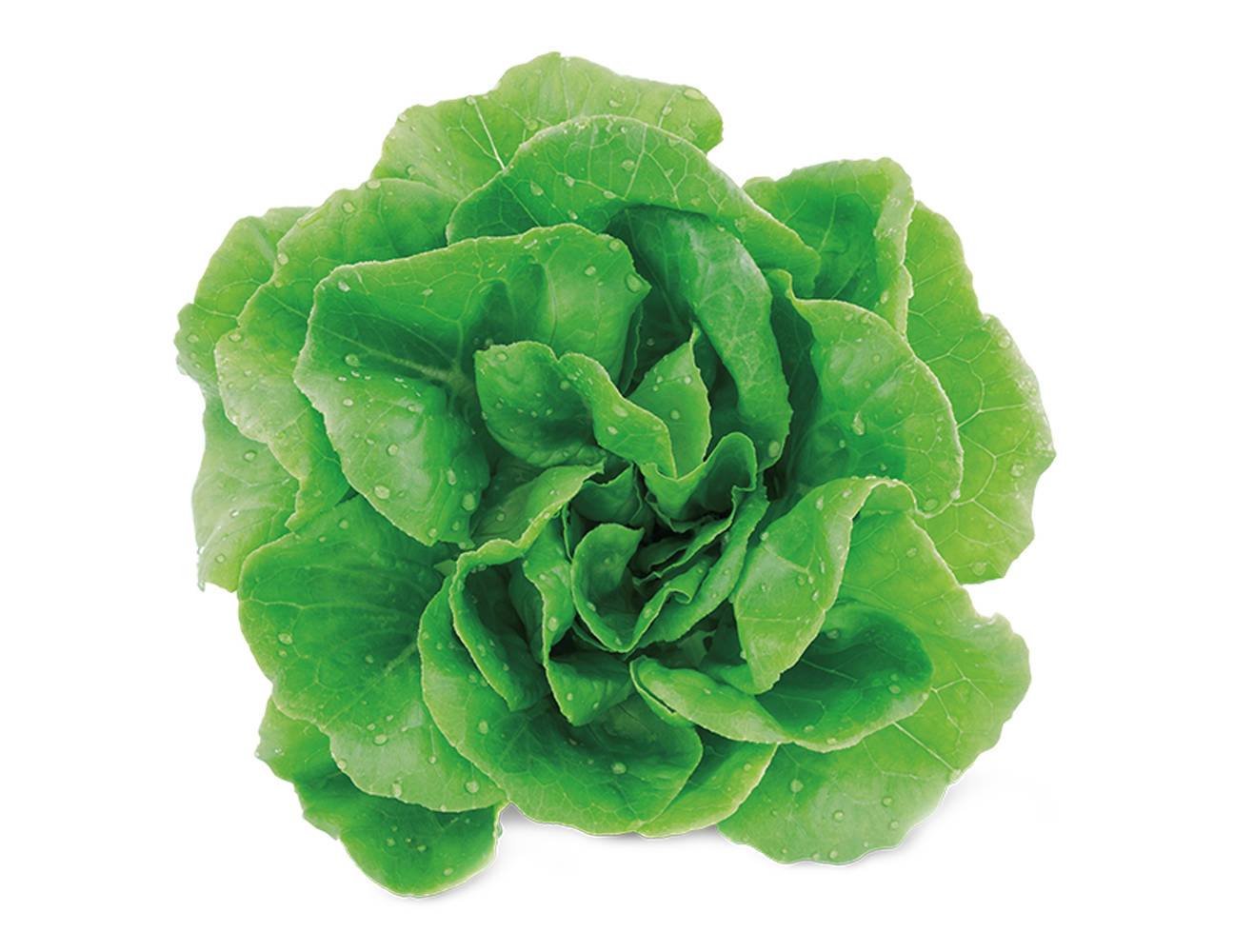 Boston Hydroponic Lettuce