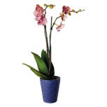 Potted  Easy Orchid, 5"