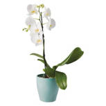 5" Orchid in Ceramic Pot