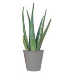Aloe Vera Plant - 19D