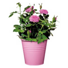 Assorted Mini Potted Roses