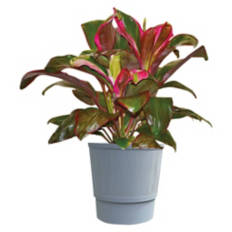 10" Foliage Plant - Assorted  Varieties