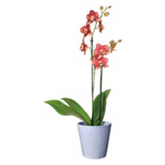 5" Mother's Day Orchid - Assorted Color