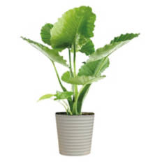 10" Foliage Plant - Assorted Varieties
