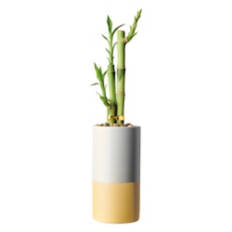 2.5" Lucky Bamboo Plant