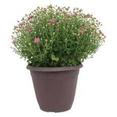 14" Garden Mums - Assorted