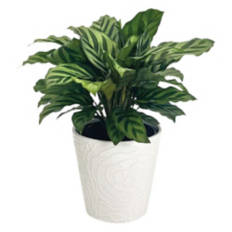 5" Foliage Plant - Assorted Varieties