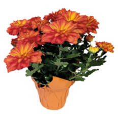 Pelee Mums Plant - Assorted Color