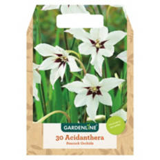 Spring Bulbs Assorted Varieties