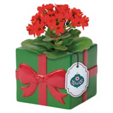 Holiday Kalanchoe - Assorted Colors