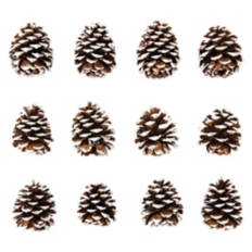Holiday Pine Cones - White Tipped