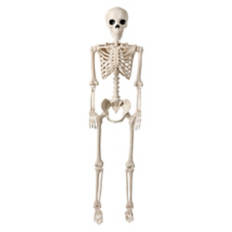 5' Tall Posable Skeleton, Bone Color