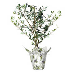 5" Olive Tree