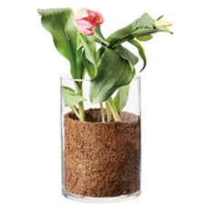 Tulips in Glass Vase - Assorted Color