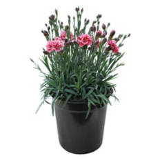 Potted  Spring Perennial Assortment