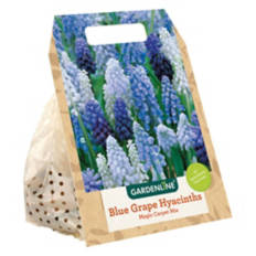 Fall Bulb - Assorted Varieties