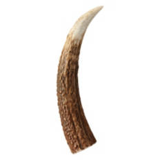 Large Whole Antler, 2.7 oz