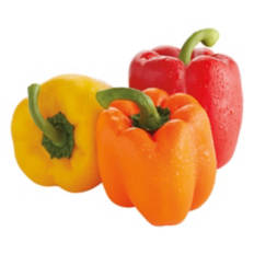 Multi-Colored Peppers,  3 count