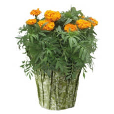 6" Marigolds - Assorted Color