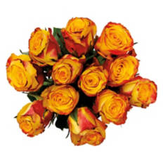 12 Stem Roses - Assorted Color