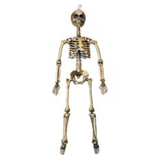 36" Tall Halloween Skeleton, Champagne Gold Color