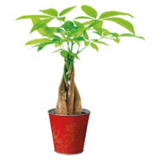 5" Money Tree