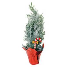 Mini Holiday Cypress Tree