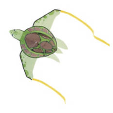 3D Turtle Shaped Flying Kite