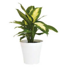 4" Assorted Foliage