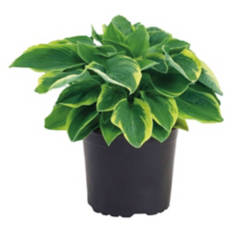 Spring Perennial - Assorted Varieties