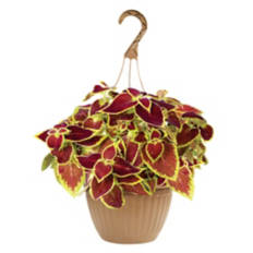 10" Flowering Basket - Assorted Color