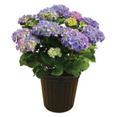 Potted Spring Hydrangea