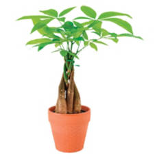 5" Money Tree