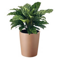 5" Foliage Plant - Assorted Varieties