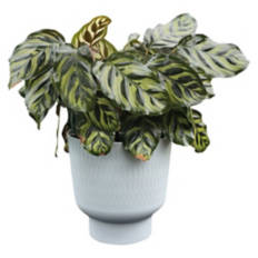 6" Self Watering Plant