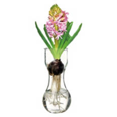 Hyacinth with Glass Vase - Assorted Color