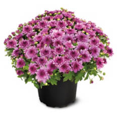 8" Assorted Garden Mums