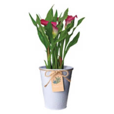 Calla Lily in Watering Can