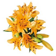 5 Stem Lily Bouquet - Assorted Color