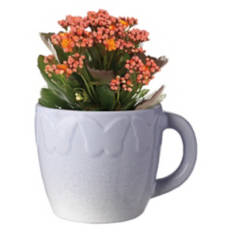 Kalanchoe In Mug - Assorted Color