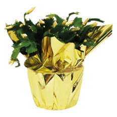 5" Holiday Cactus, assorted colors