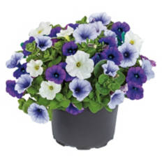 Assorted Premium Patio Planter