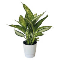 10" Assorted Foliage