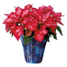 6" Holiday Poinsettias - Assorted Color