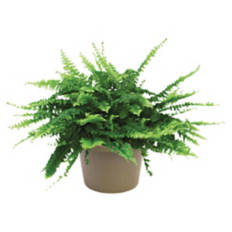 8" Foliage Plant - Assorted Varieties