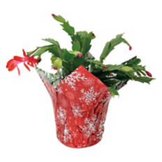 5" Christmas Cactus -  Assorted Colors