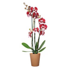 5" Summer Orchid - Assorted Color
