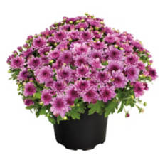 8" Mums - Assorted Color
