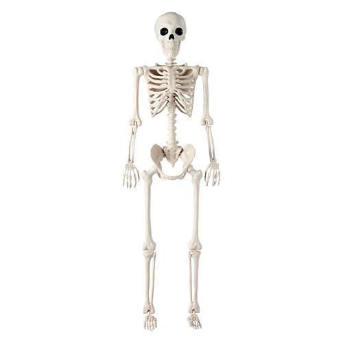 5 Foot Posable Skeleton